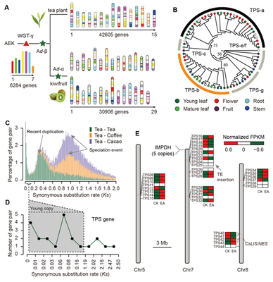 我室在茶樹基因組研究領域取得重要新突破，助力茶葉科學基礎研究與產業(yè)發(fā)展